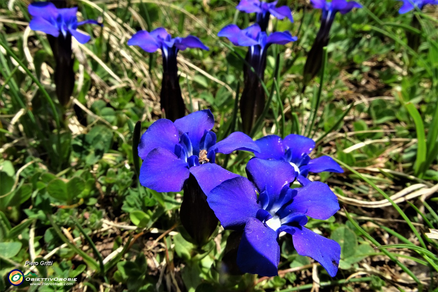 34 Genziana primaticcia (Gentiana verna).JPG
